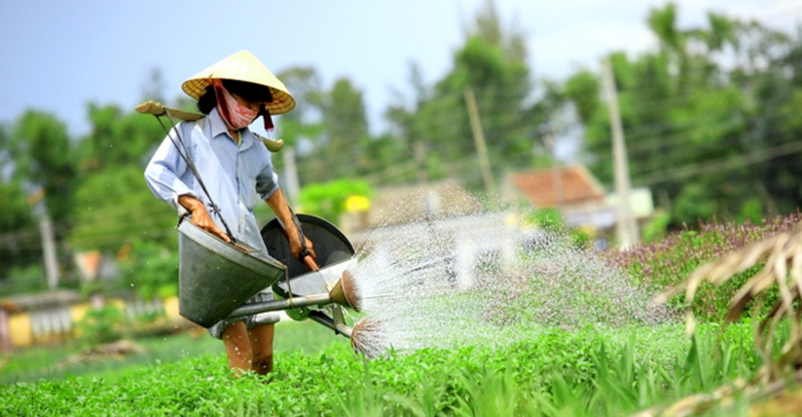 Trải nghiệm công việc trồng rau tại Làng rau Trà Quế Hội An