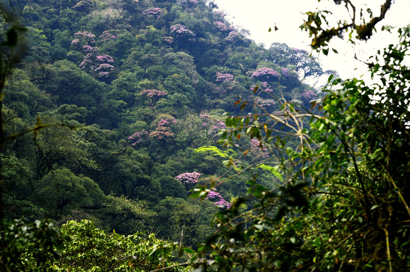 Pu ta leng