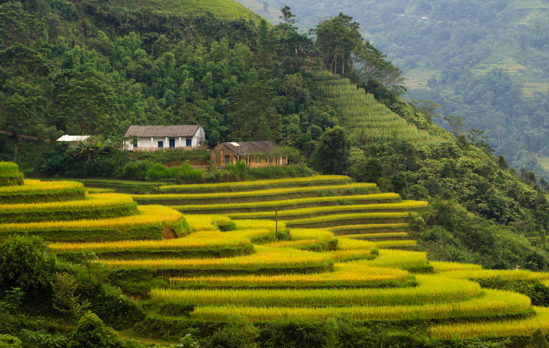 Hoàng su phì mùa lúa chín