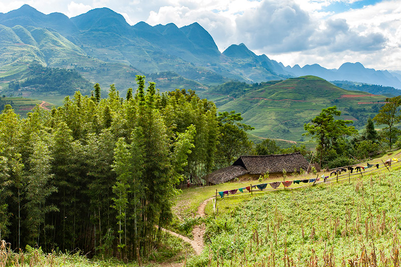 rừng tre ở yên Minh