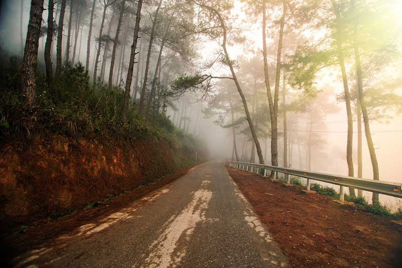 Rừng thông Yên Minh Hà Giang