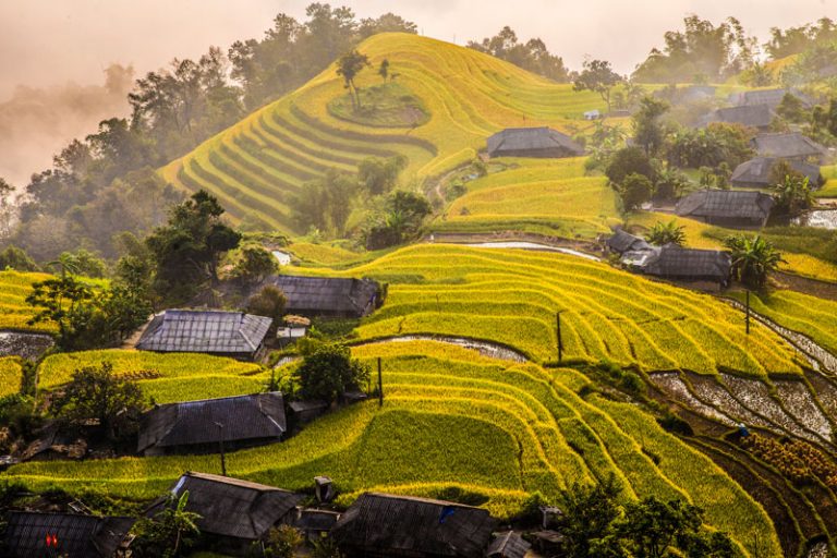 Ruộng bậc thang Hoàng Su Phì đẹp ngỡ ngàng mùa lúa chín