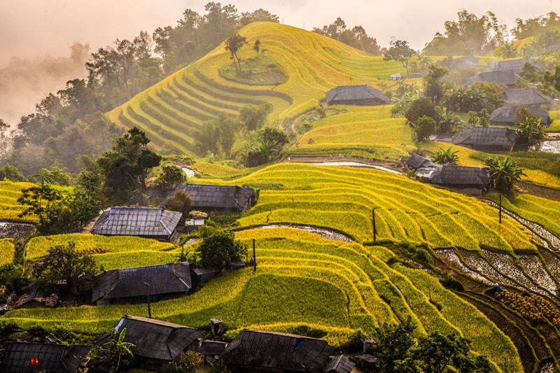 Ruộng bậc thang Hoang Su Phì mùa lúa chín