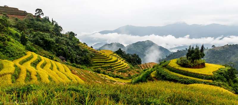 Ruộng bậc thang Hoàng Su Phì