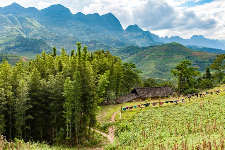 Yên Minh Hà Giang có gì – bạt ngàn rừng thông