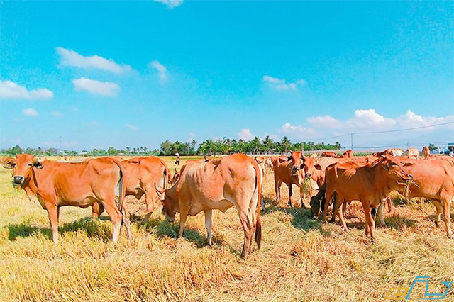 cẩm nang kinh nghiệm du lịch Ninh Thuận 2018: cánh đồng chăn bò an hòa