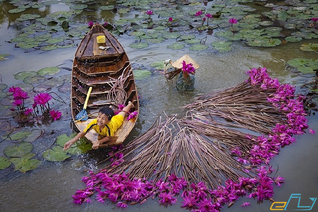 “Bỏ túi” kinh nghiệm du lịch Đồng Tháp chi tiết nhất