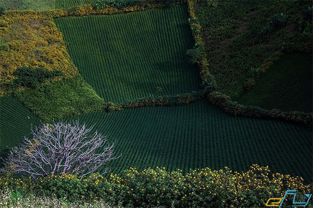 vẻ đẹp chư đăng ya thơ mộng tuyệt đẹp