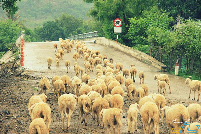 cẩm nang kinh nghiệm du lịch Ninh Thuận 2018: cánh đồng cừu an hòa