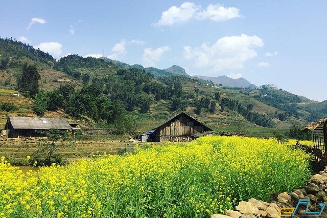 mùa hoa cải sapa