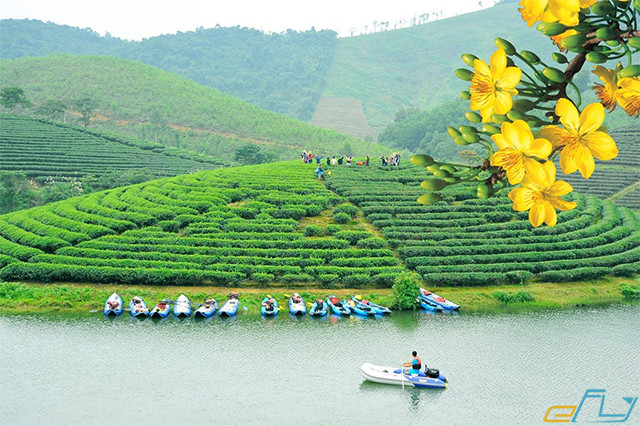 đồi chè Thanh Chương ở Nghệ An mùa đẹp nhất