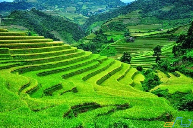 thửa ruộng bậc thang tuyệt đẹp ở sapa