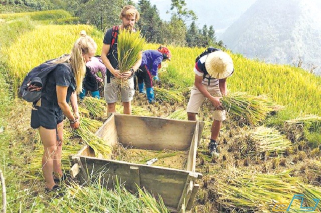 trải nghiệm một ngày với nghề nông của người nông dân thung lũng mường hoa sapa