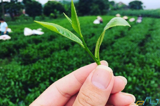 Kinh nghiệm du lịch Thái Nguyên 2018