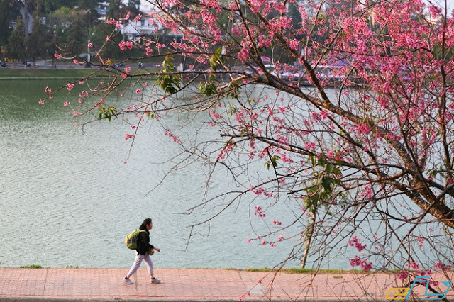 Mùa hoa anh đào Đà Lạt năm 2019