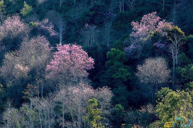 Mùa hoa anh đào Đà Lạt năm 2019