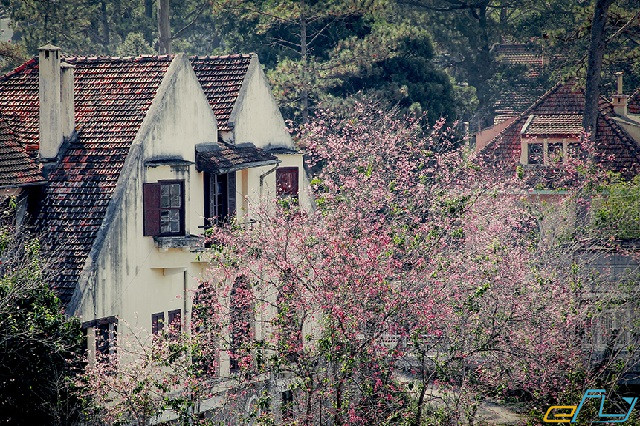 Mùa hoa anh đào Đà Lạt năm 2019