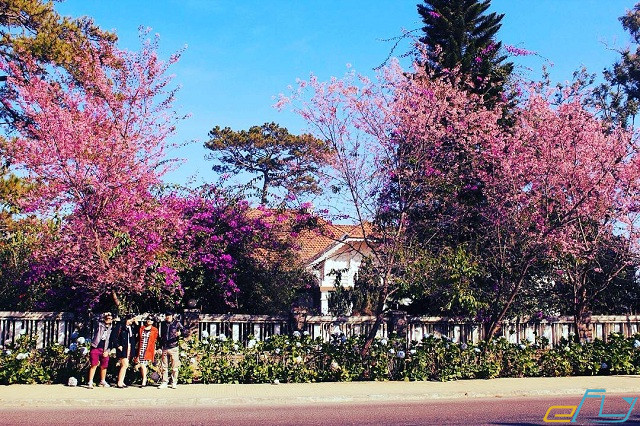 Mùa hoa anh đào Đà Lạt năm 2019