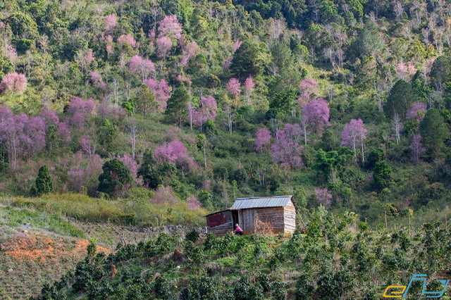 Mùa hoa anh đào Đà Lạt năm 2019