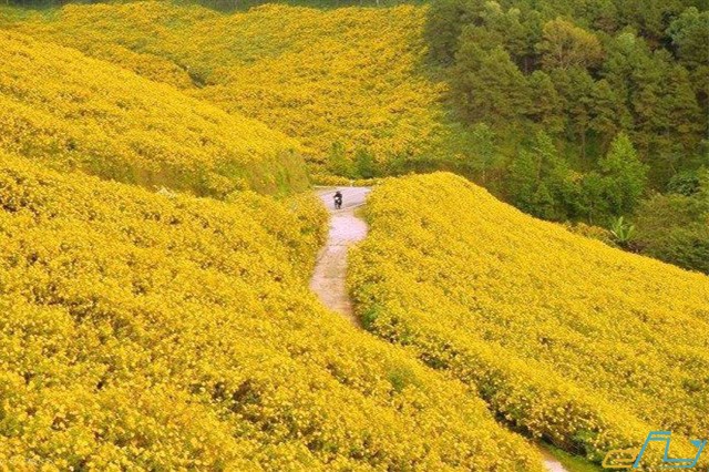 hoa dã quỳ hoang dại đà lạt