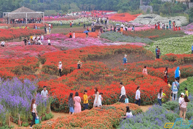 thung lũng hoa Hồ Tây 2019