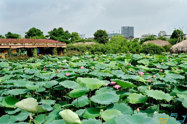 thung lũng hoa Hồ Tây Hà Nội