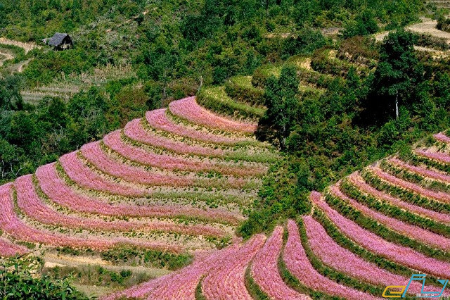 kinh nghiệm du lịch Hà Giang mùa nào đẹp nhất