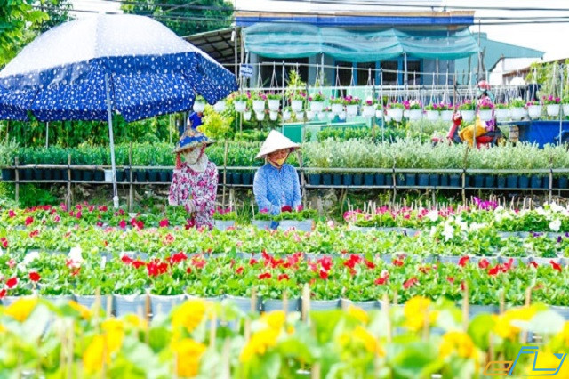 Top 9 điểm du lịch Đồng Tháp thu hút nhiều khách du lịch