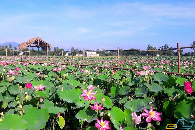 Top 9 điểm du lịch Đồng Tháp thu hút nhiều khách du lịch