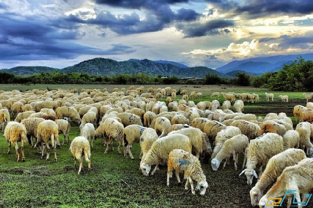 địa điểm du lịch Ninh Thuận: đống cừu an hòa